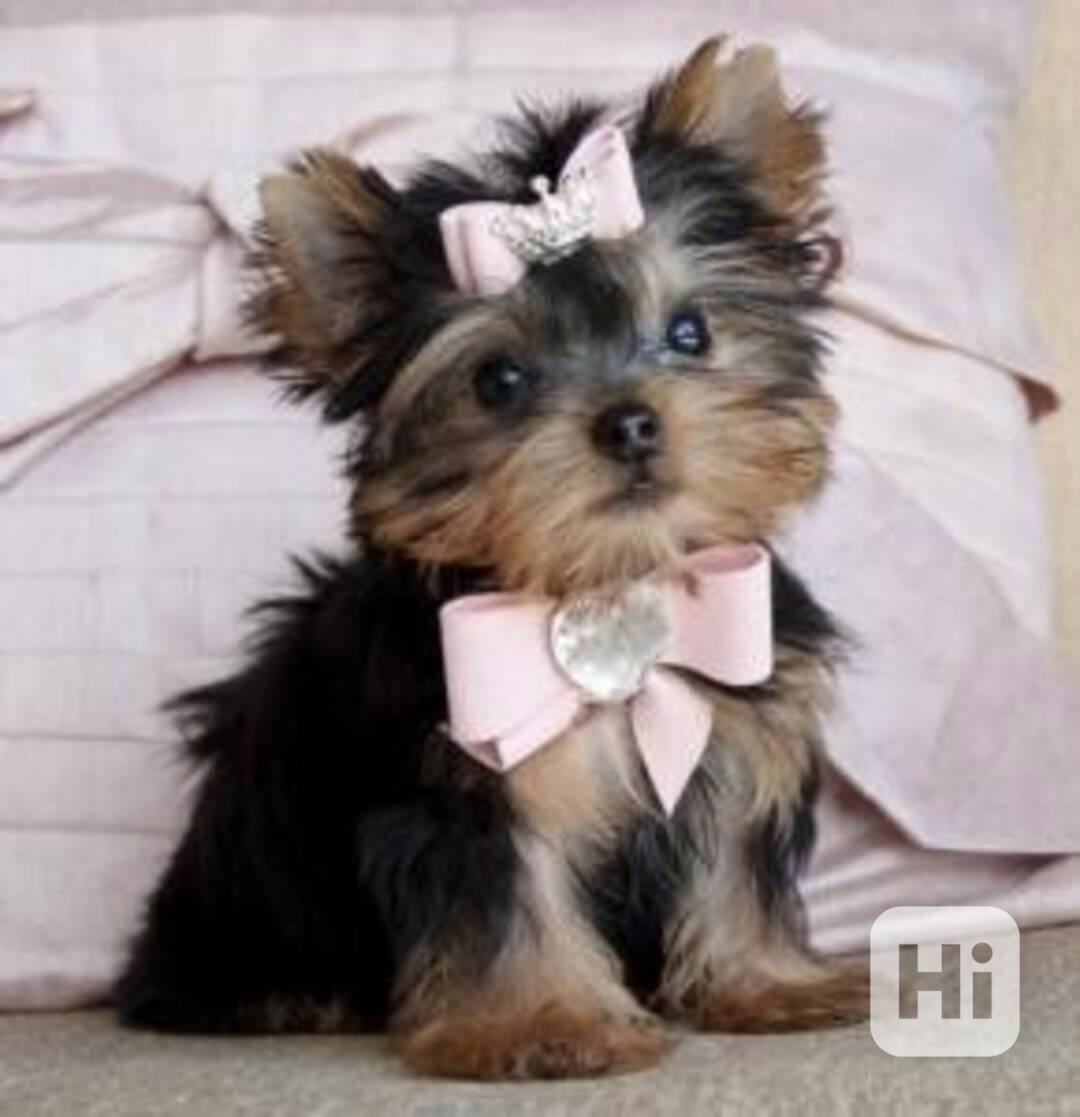 Štěňata yorkshirského teriéra plemene Teacup Štěňata k adopc - foto 1