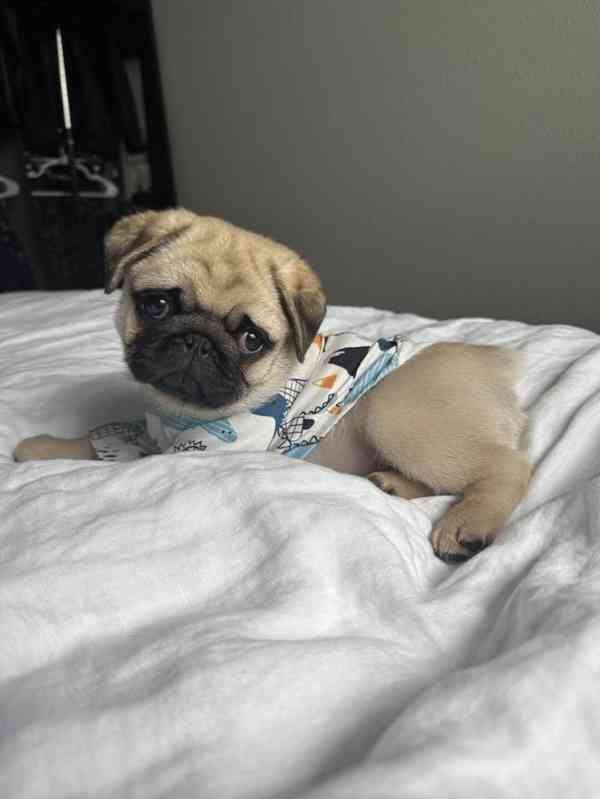 Nabízíme štěňátka Mops bez PP - foto 1