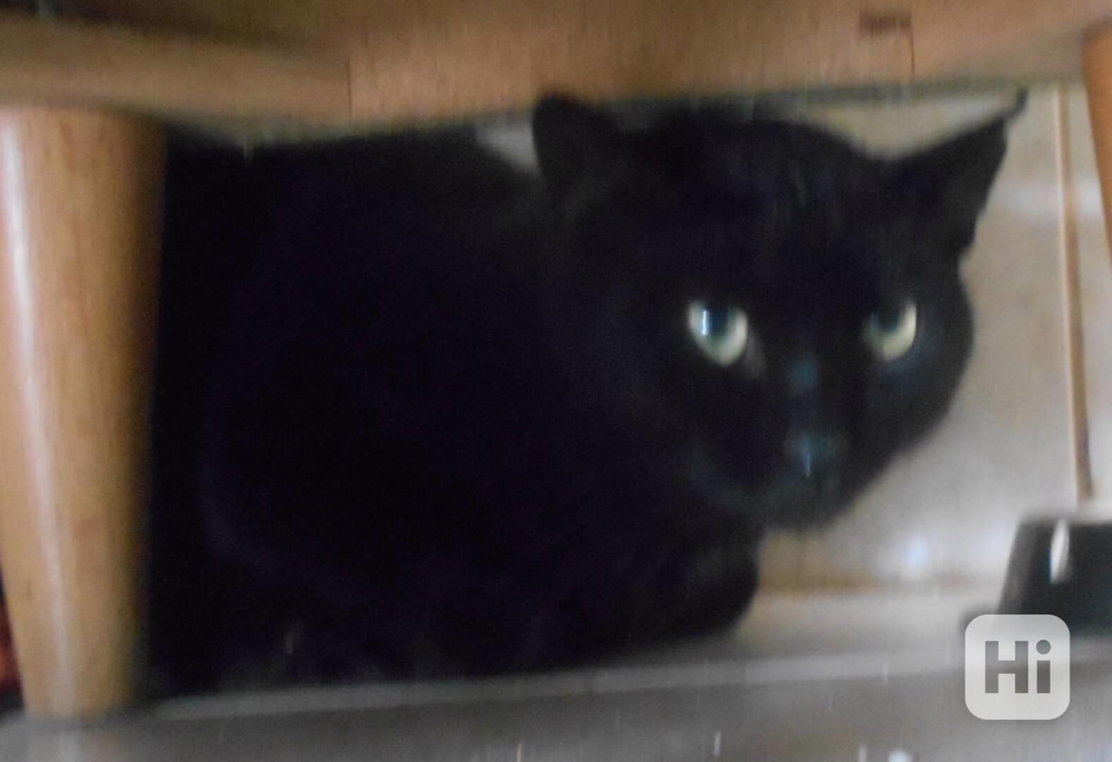 Hodný černý 3letý kocourek Tom hledá domov. - foto 1