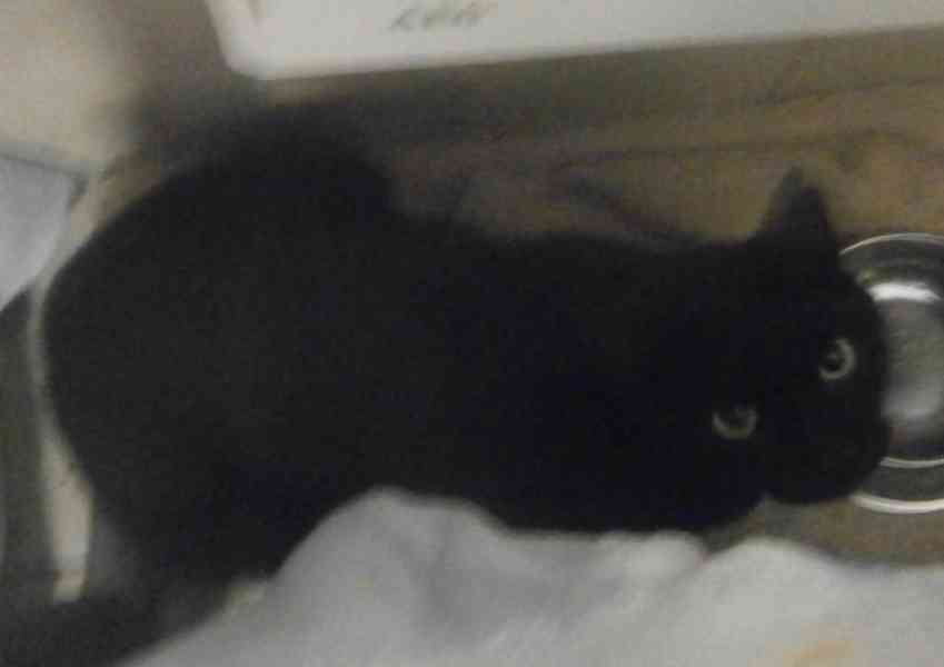 Hodný černý 3letý kocourek Tom hledá domov. - foto 4