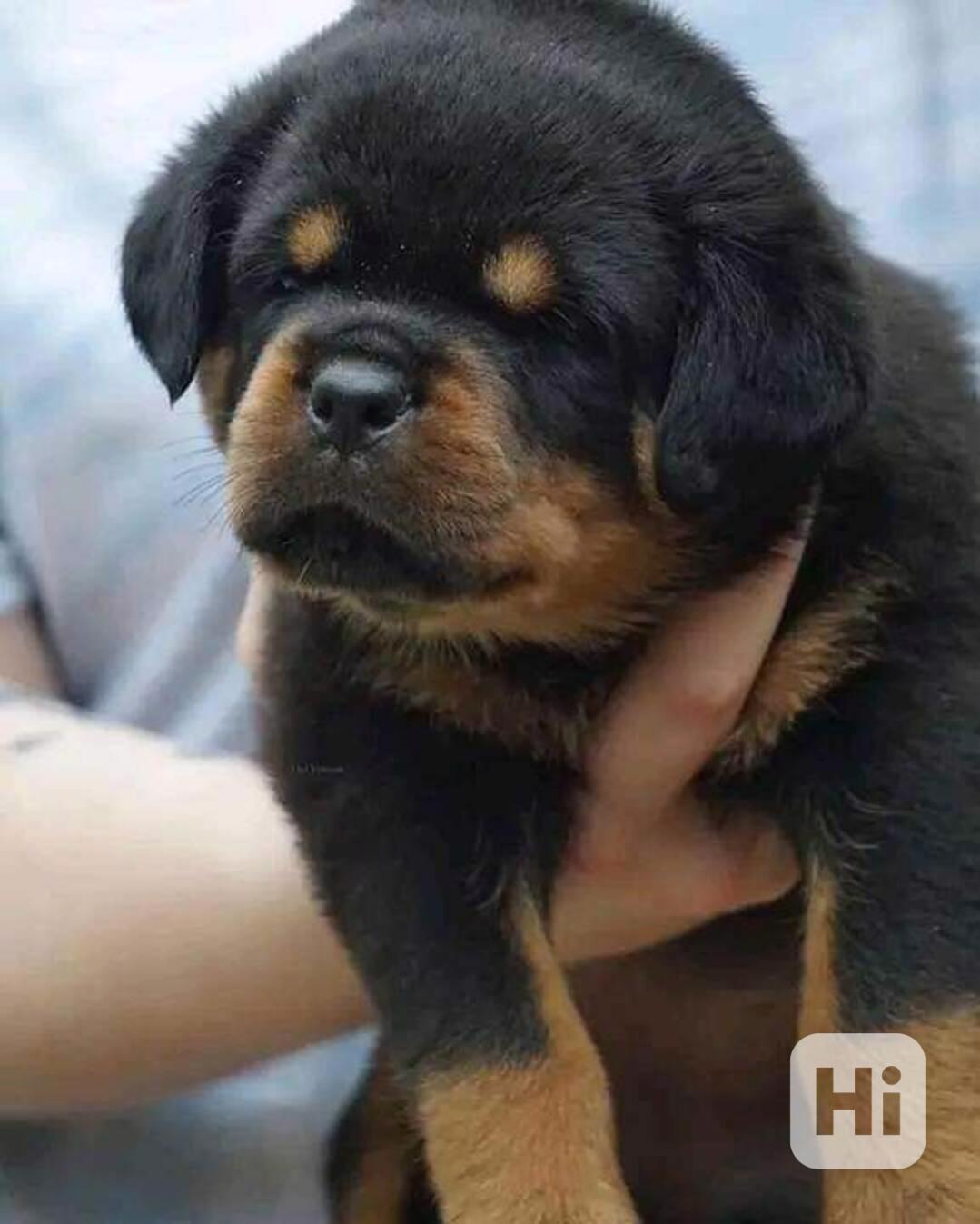 Rotvajler štěňata s PP - Rottweiler - štěně - foto 1