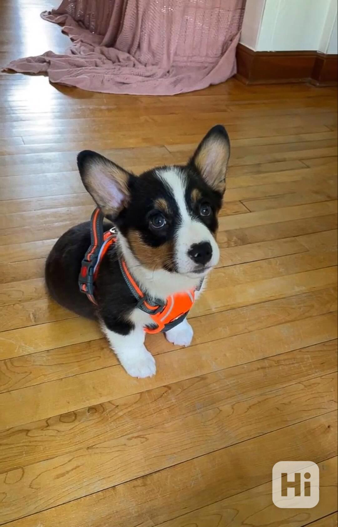    Dárek štěně welsh corgi k adopci zdarma  - foto 1