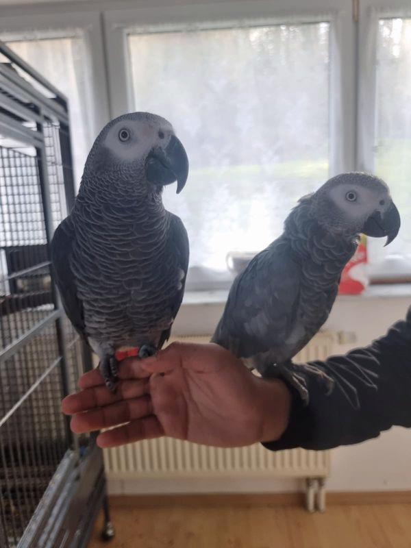 Papoušek šedý Mladá