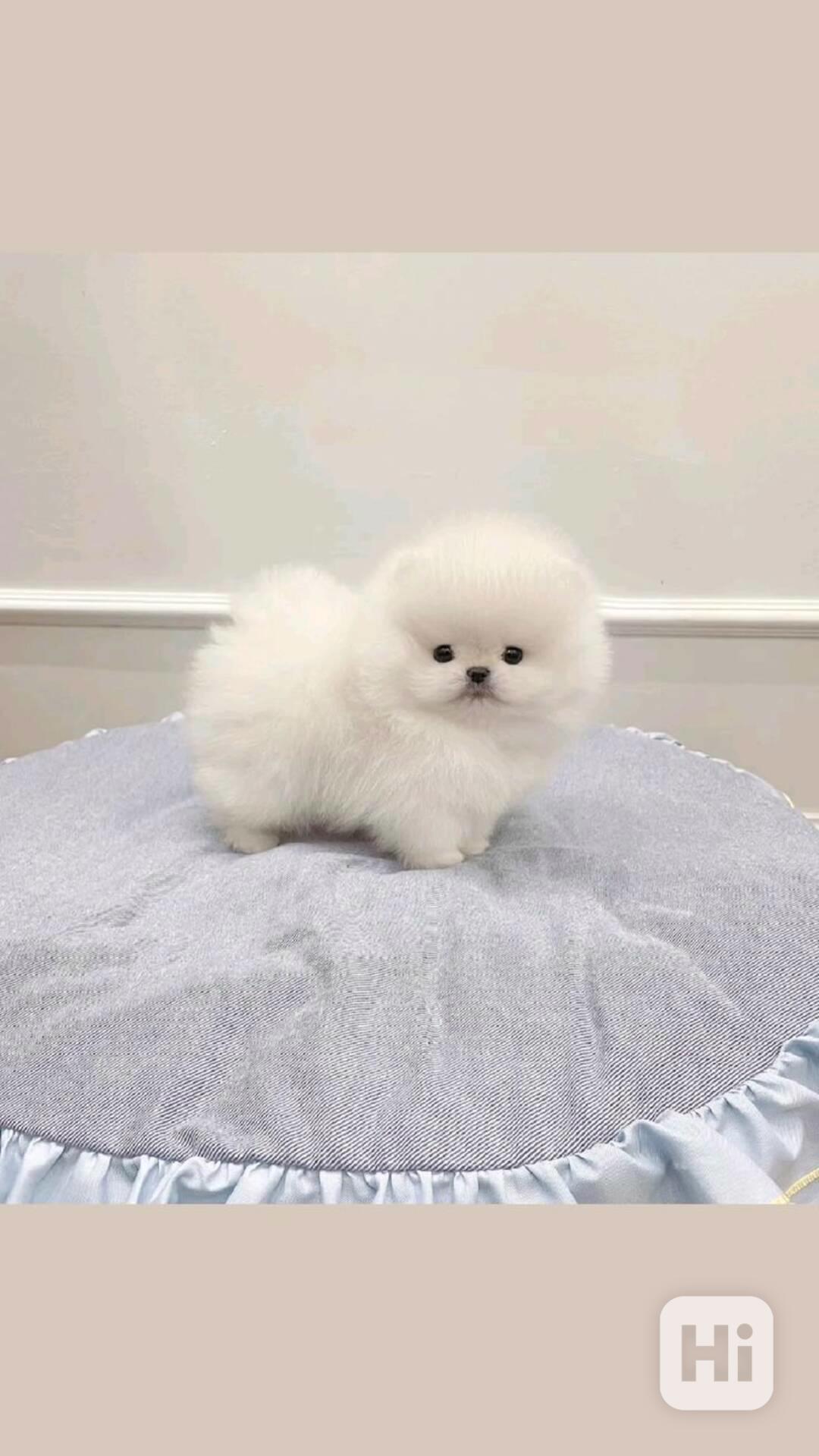 zdravá štěňata pomeraniana - foto 1