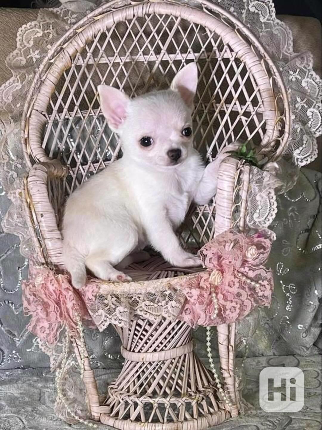 Štěňata čivavy, 11 týdnů stará - foto 1