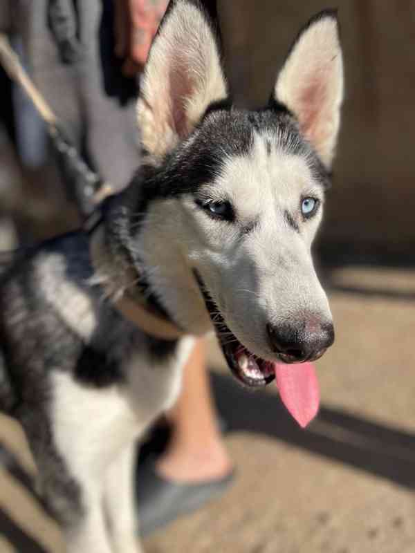 Sibiřský husky bez PP  - foto 7