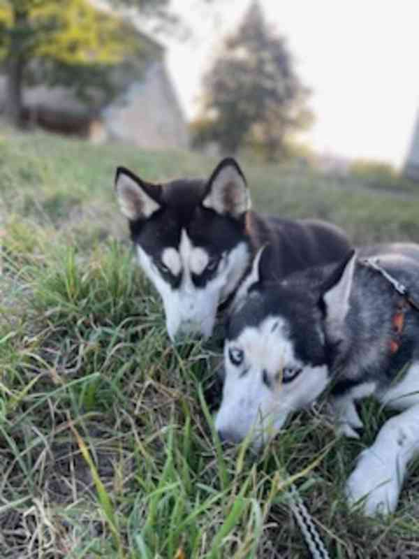 Sibiřský husky bez PP  - foto 2