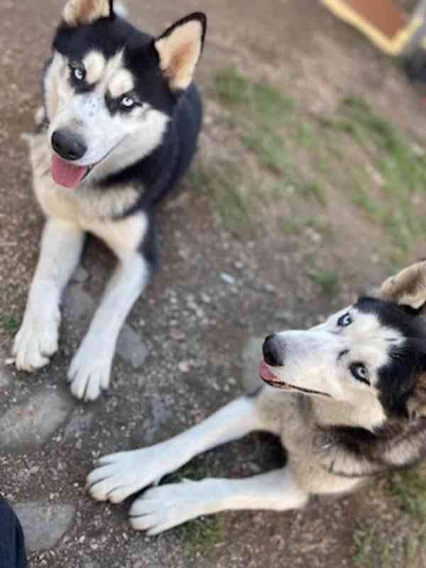 Sibiřský husky bez PP  - foto 3