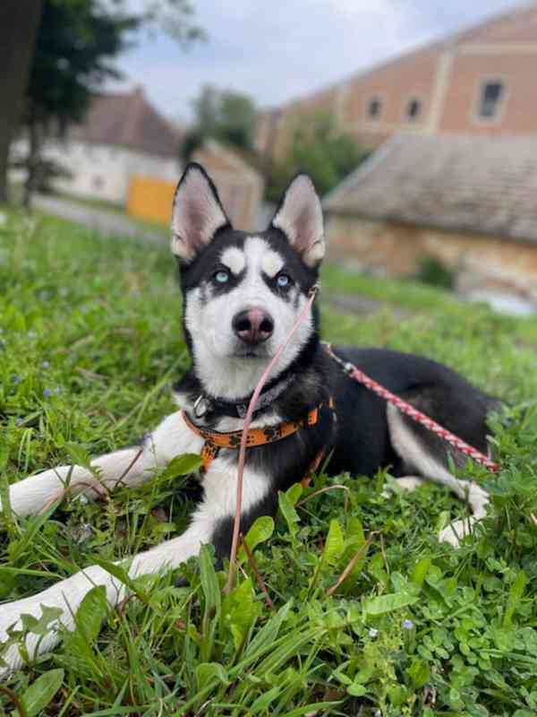 Sibiřský husky bez PP  - foto 8