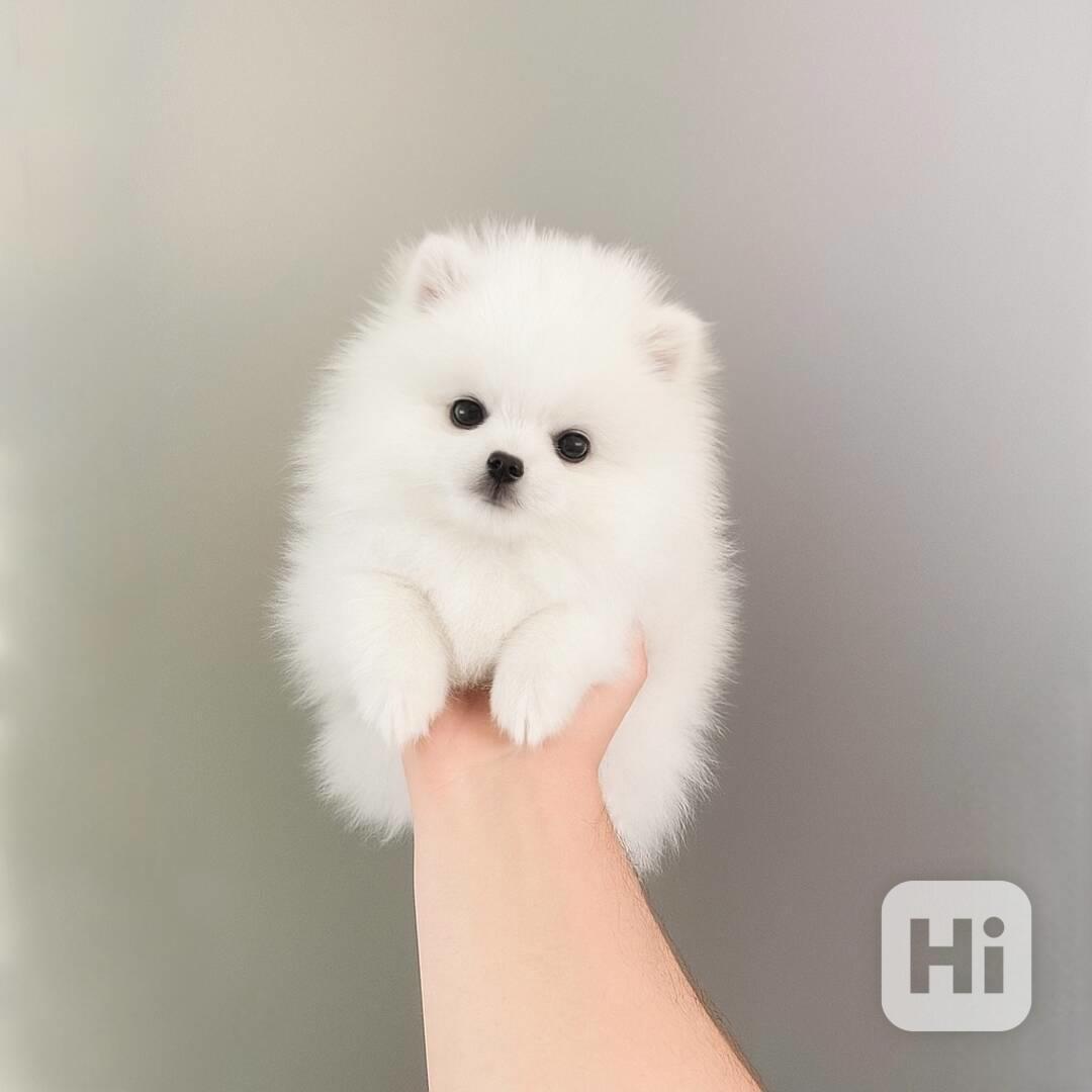 Pomeranian - foto 1