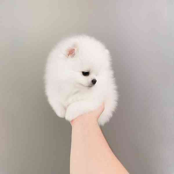 Pomeranian - foto 3