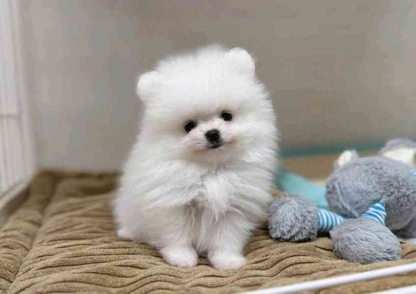 Pomeranian - foto 2