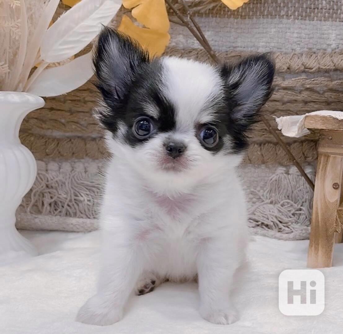 Štěně čivavy k adopci - foto 1