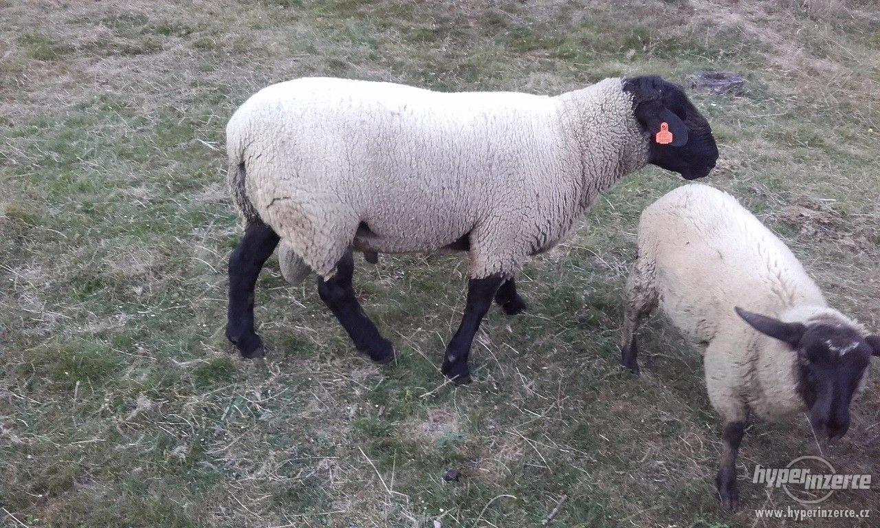 Beran SUFFOLK - foto 1