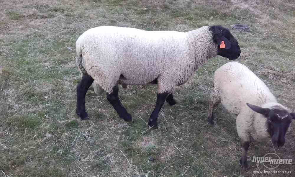 Beran SUFFOLK - foto 1