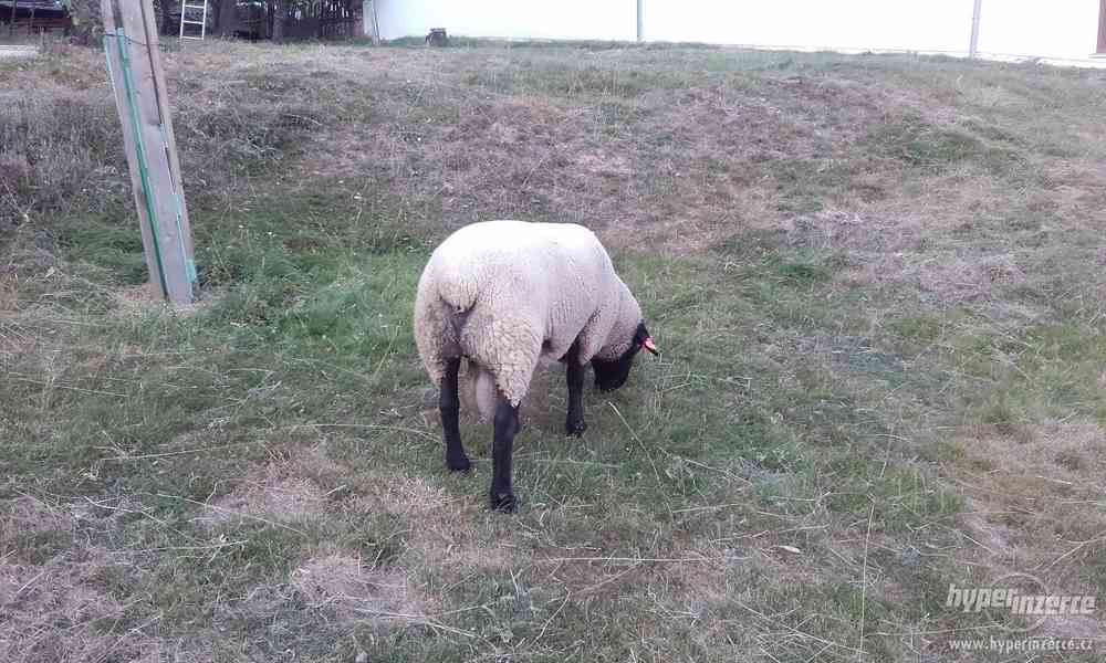 Beran SUFFOLK - foto 2