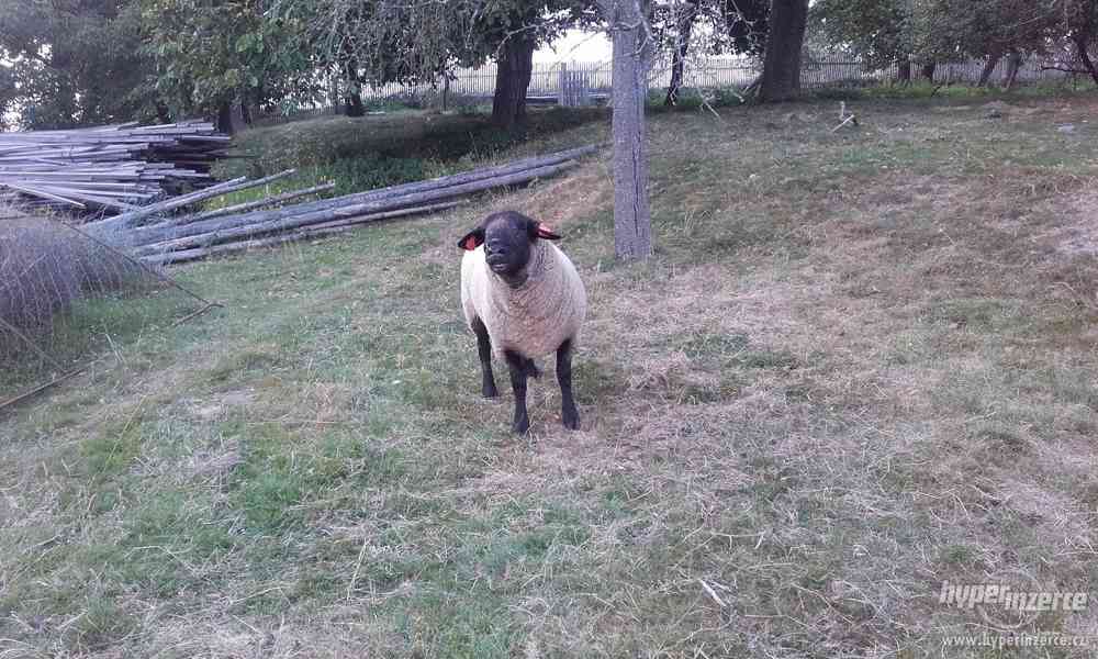 Beran SUFFOLK - foto 3