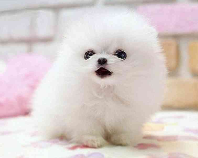 Pomeranian štěňata na prodej - foto 1