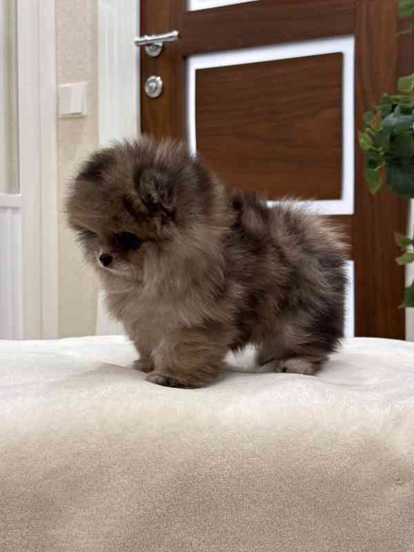 Hrouda štěstí na čtyřech nohách.  - foto 2