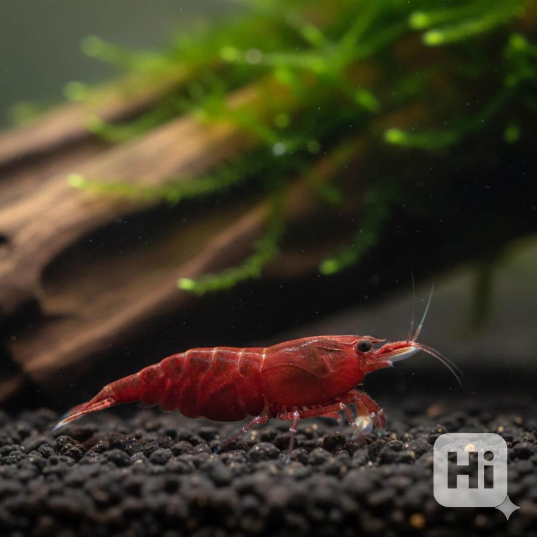 Krevetky Bloody Marry  - foto 1