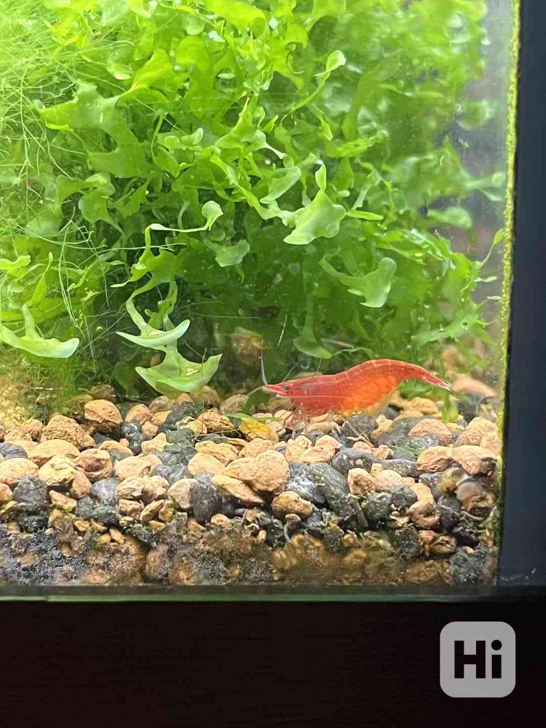 Krevetky Bloody Marry  - foto 1