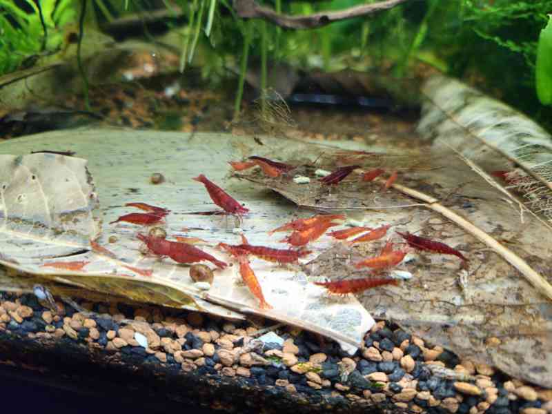 Krevetky Bloody Marry  - foto 7