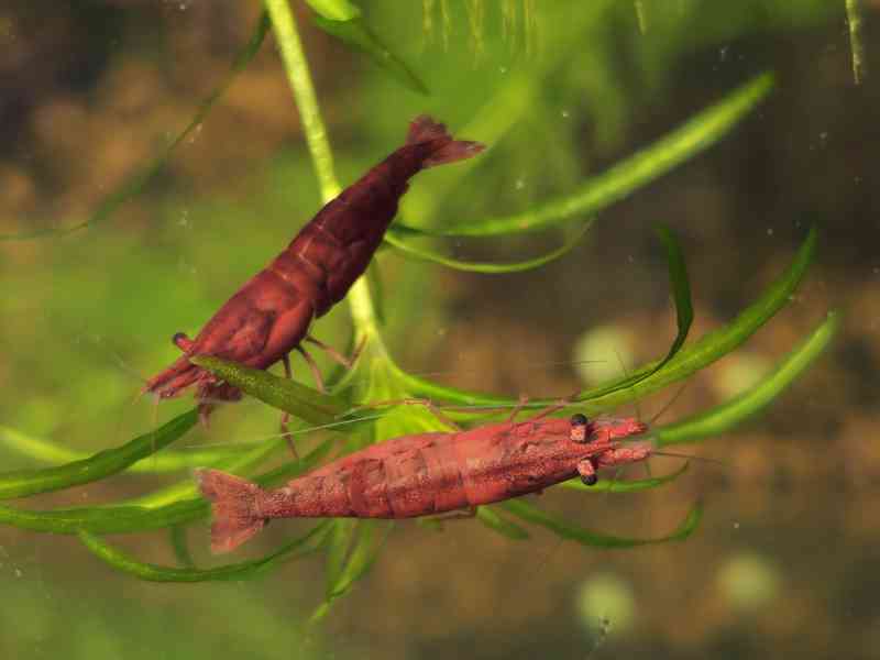 Krevetky Bloody Marry  - foto 6