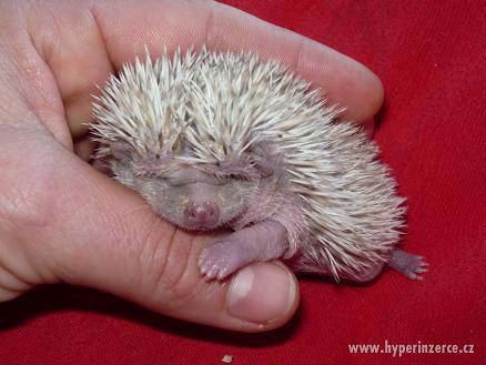 Atelerix albiventris-Ježek bělobřichý - foto 1