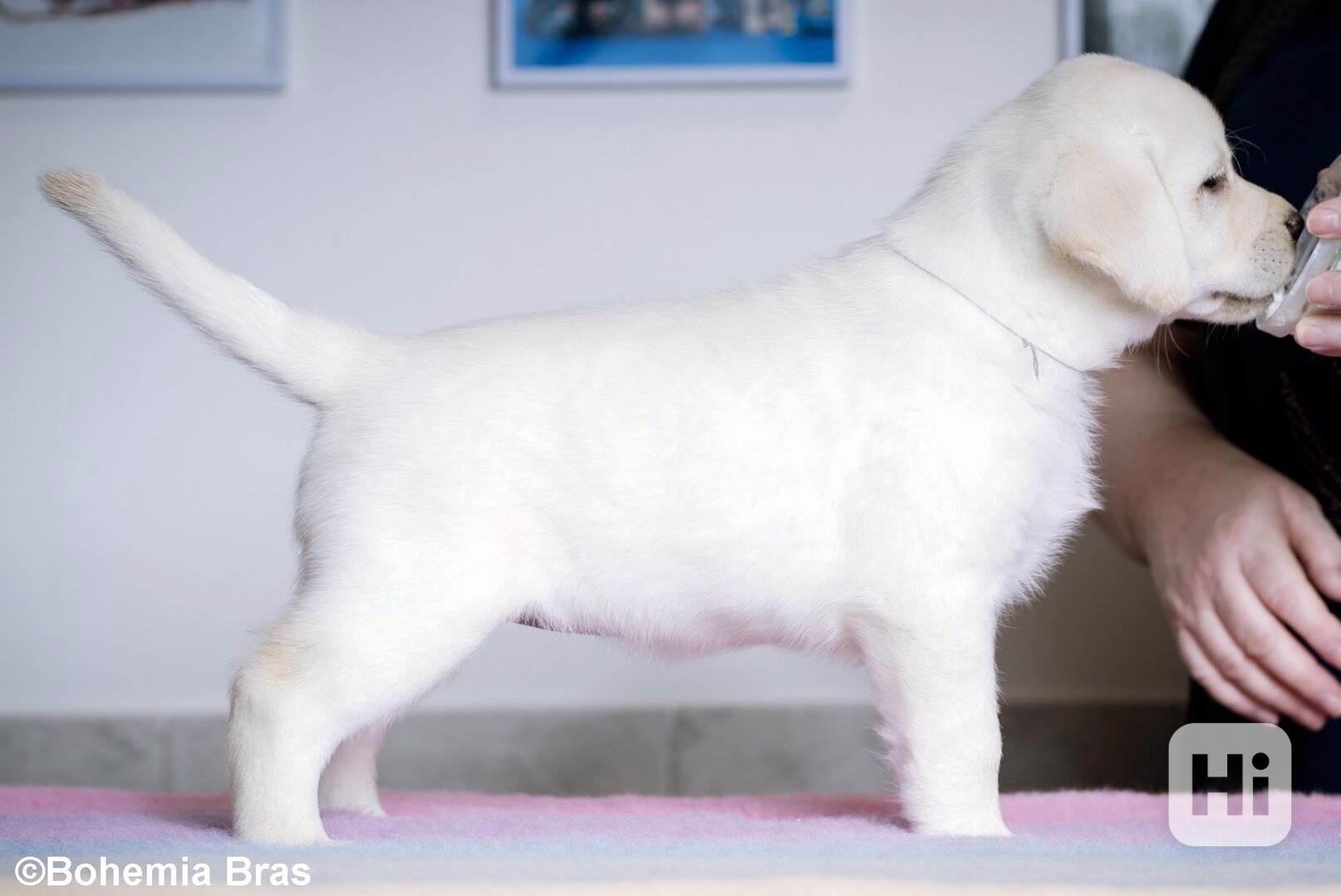 Labrador Retriever - štěňátka unikátní barvy - foto 1