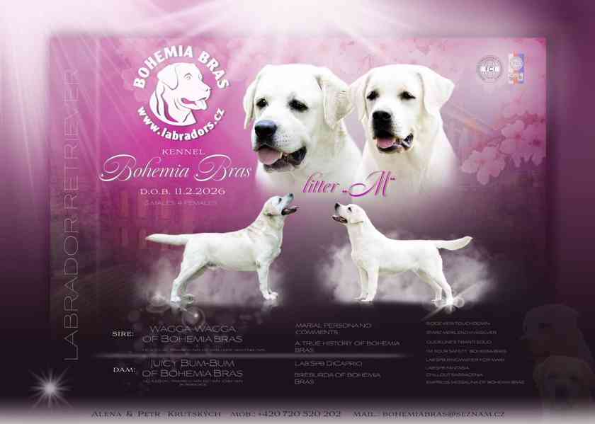 Labrador Retriever - štěňátka unikátní barvy - foto 16