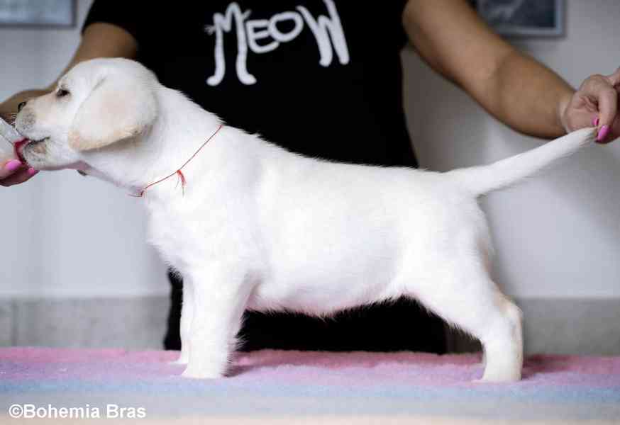 Labrador Retriever - štěňátka unikátní barvy - foto 6