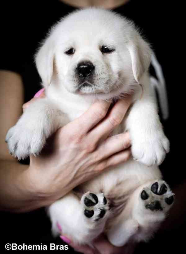 Labrador Retriever - štěňátka unikátní barvy - foto 2