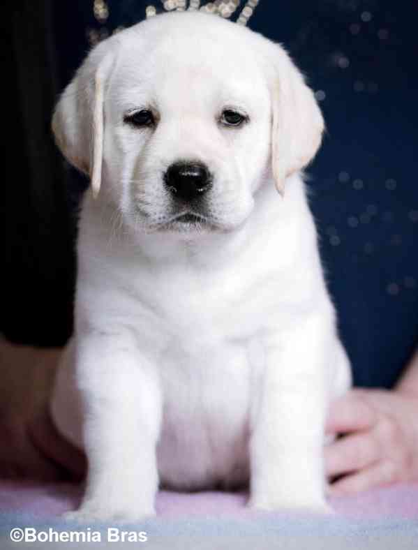Labrador Retriever - štěňátka unikátní barvy - foto 13