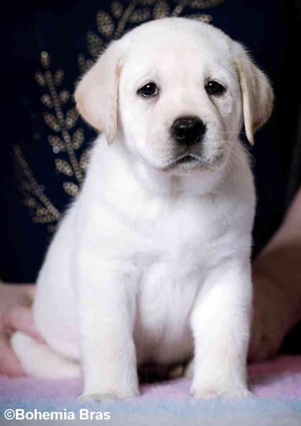 Labrador Retriever - štěňátka unikátní barvy - foto 3