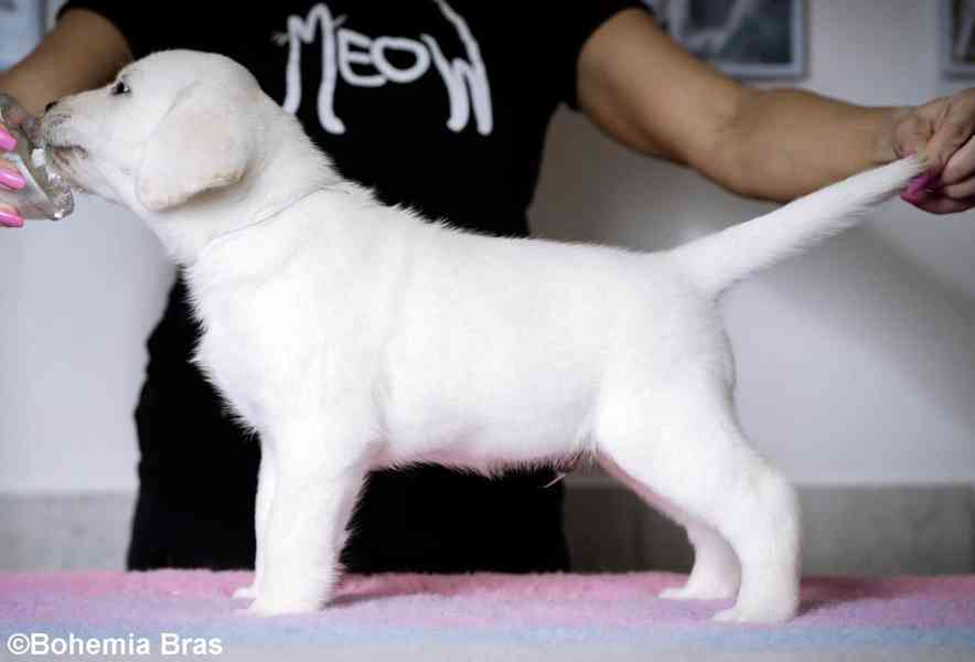 Labrador Retriever - štěňátka unikátní barvy - foto 11