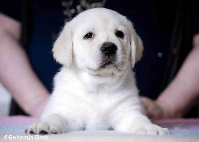 Labrador Retriever - štěňátka unikátní barvy - foto 8