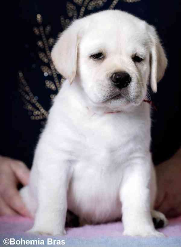 Labrador Retriever - štěňátka unikátní barvy - foto 7