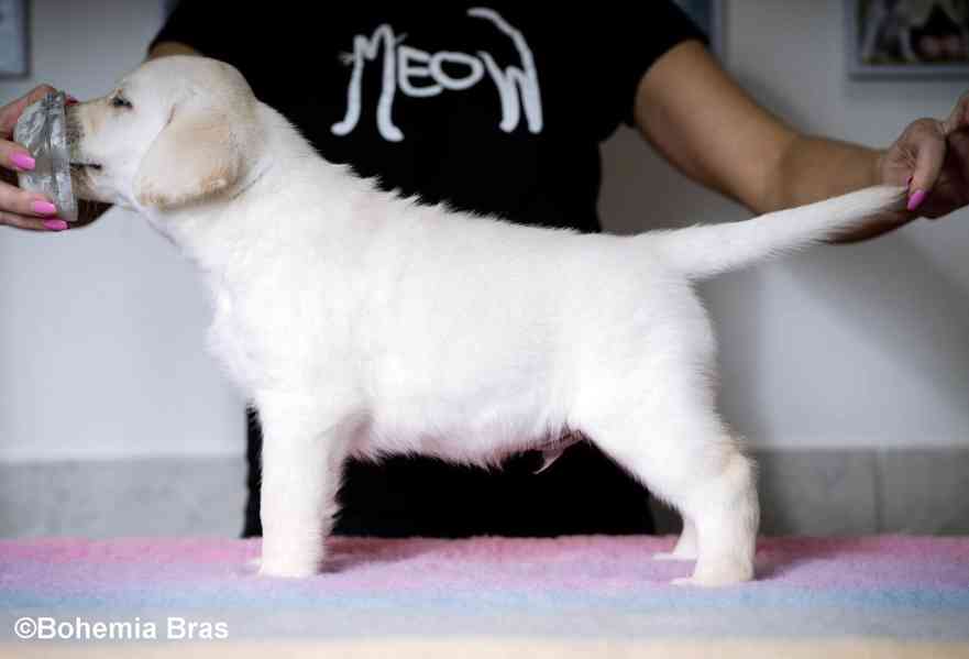 Labrador Retriever - štěňátka unikátní barvy - foto 9