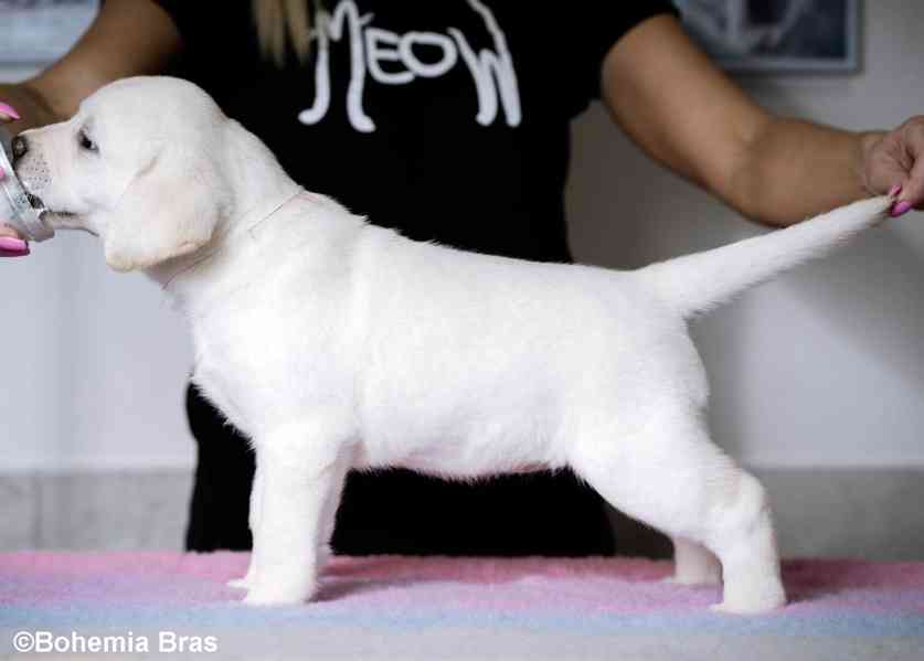 Labrador Retriever - štěňátka unikátní barvy - foto 4