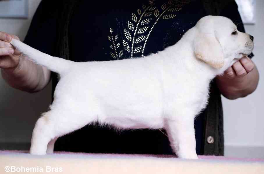 Labrador Retriever - štěňátka unikátní barvy - foto 12