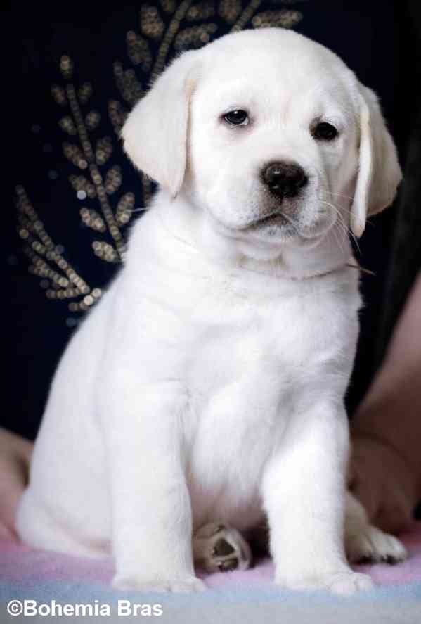 Labrador Retriever - štěňátka unikátní barvy - foto 15