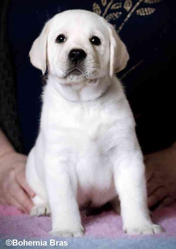 Labrador Retriever - štěňátka unikátní barvy - foto 10