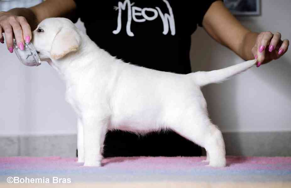 Labrador Retriever - štěňátka unikátní barvy - foto 14