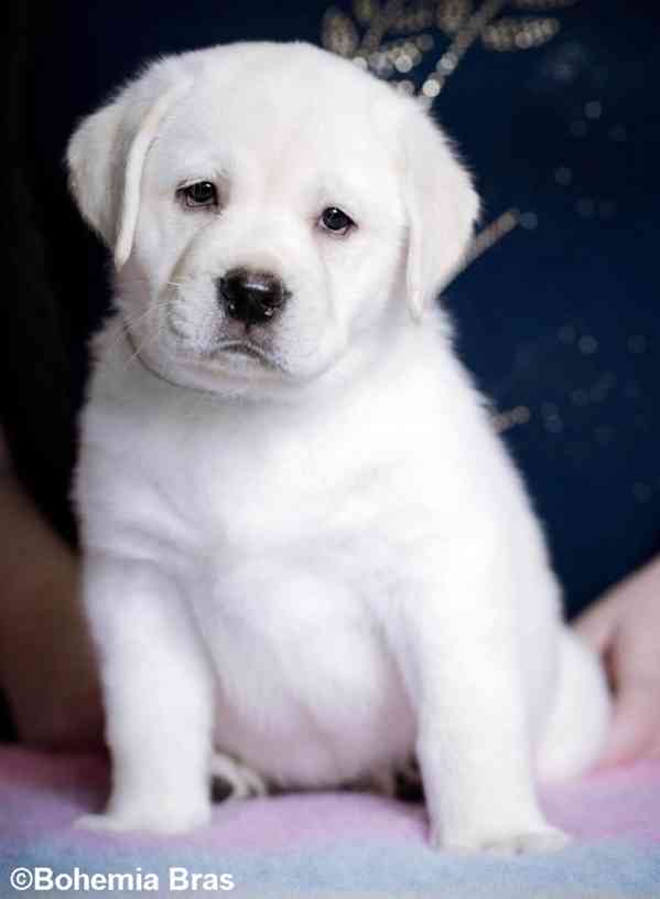 Labrador Retriever - štěňátka unikátní barvy - foto 5