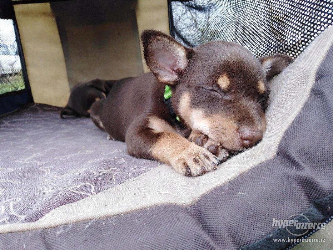 Kelpie - foto 1