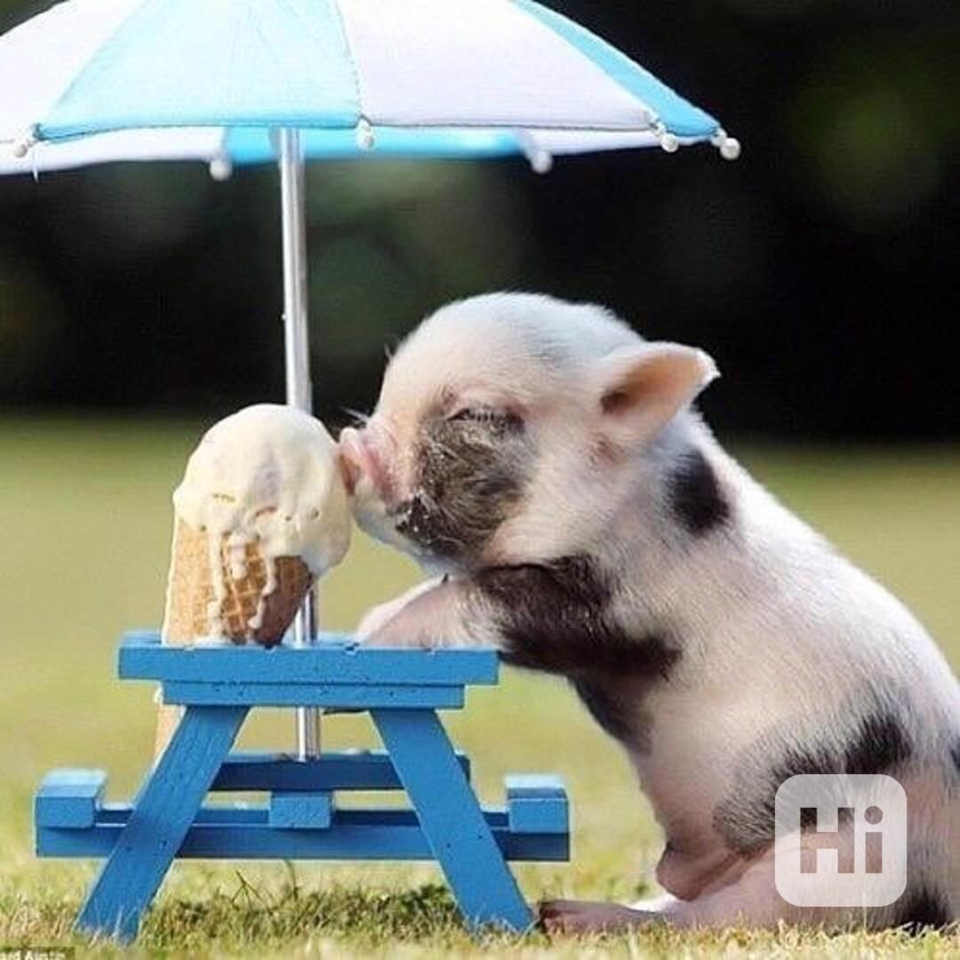 Skvělá prasátka k prodeji  - foto 1