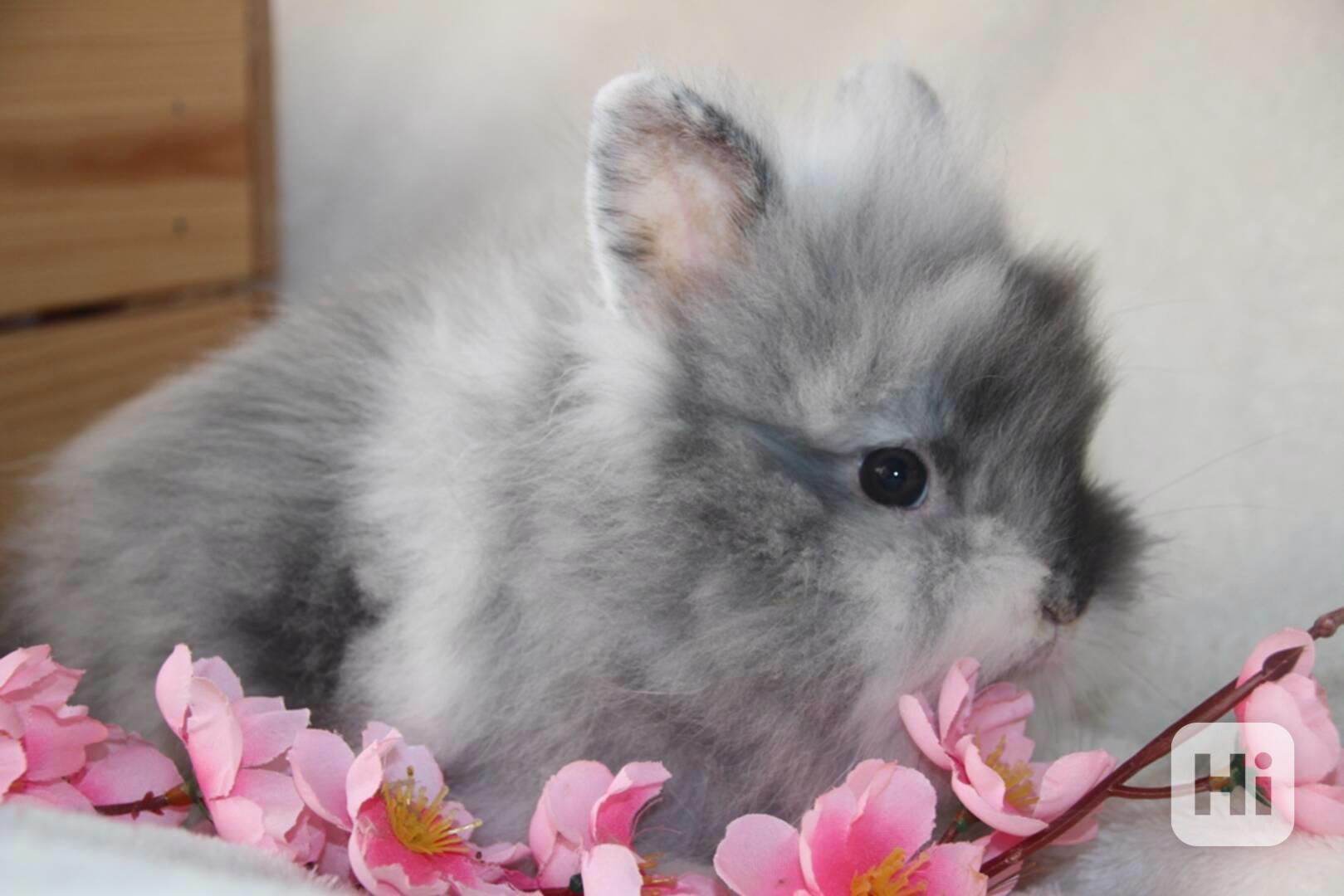 Nádherná miminka zakrslých lvíčků rhonských - foto 1
