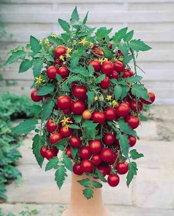 semena rajče truhlíkové Tumbling Tom Red  - foto 1