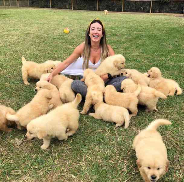 Štěňata zlatého retrívra plemene KC - foto 1