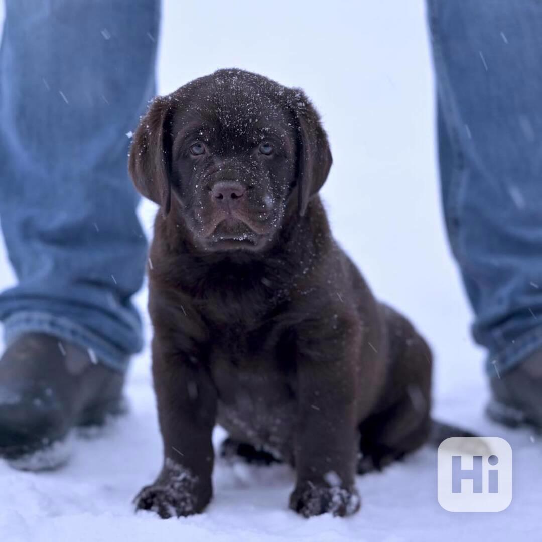 Čistokrevný labrador - foto 1